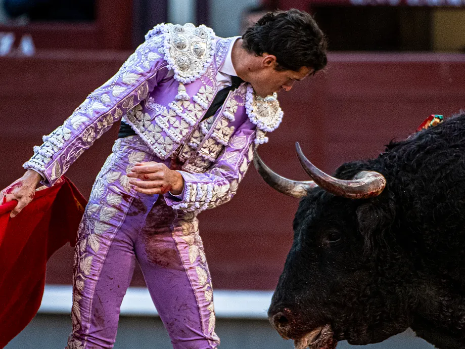 Torero con traje de luces interactuando con un toro en la plaza