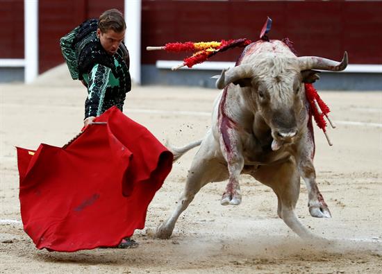 Torero realizando una faena con un toro en la plaza de toros de Madrid