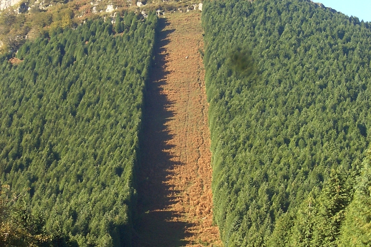 Cortafuegos en el monte.